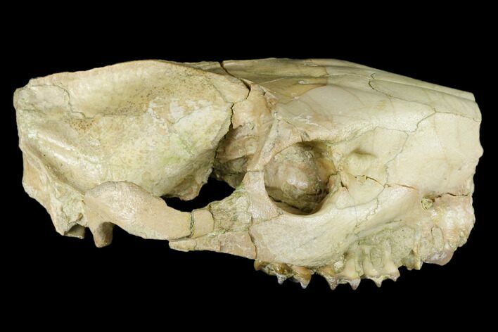 Fossil Oreodont (Merycoidodon) Skull - Wyoming #174373